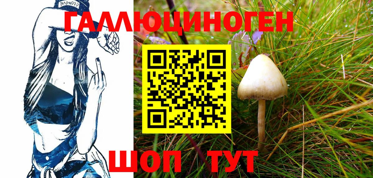 Псилоцибиновые грибы Psilocybe Апшеронск
